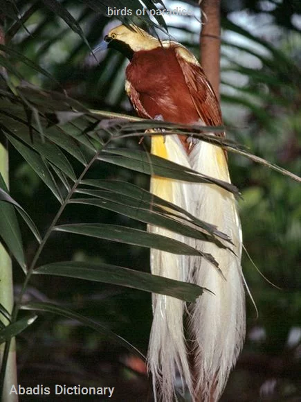 birds of paradise